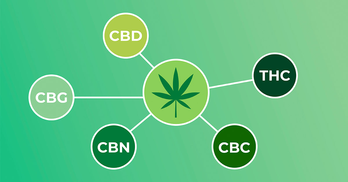 Introduction To The Primary Cannabinoids