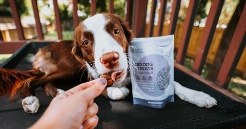 CBD Oil Benefits For Dogs