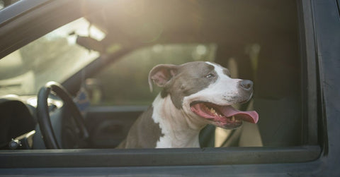 How To Help Dogs With Car Anxiety