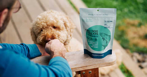 CBD for pets now includes tasty dog treats!