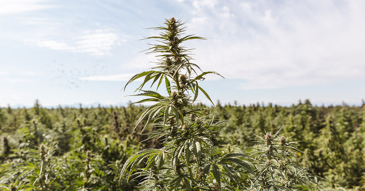 Our Process | Growing and Harvesting Hemp