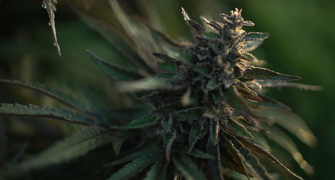 CBD is growing in popularity in 2020