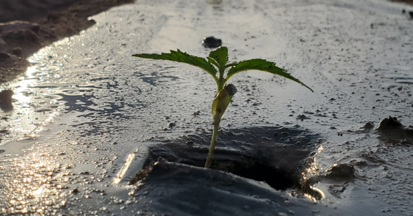 Our planting season up close