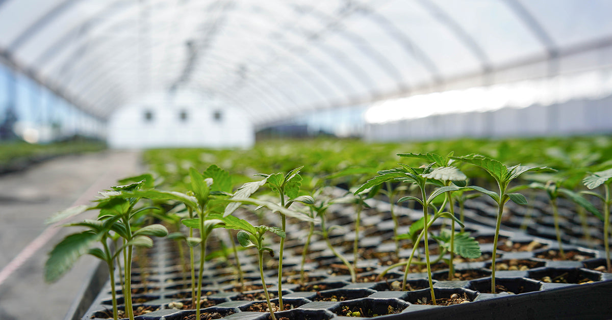 Lazarus Naturals Farm Update