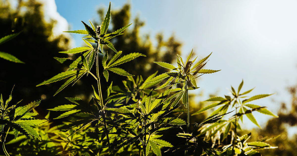 What Makes Hemp Sustainable?