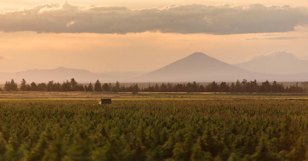 U.S. Hemp Cultivation Soars In 2019