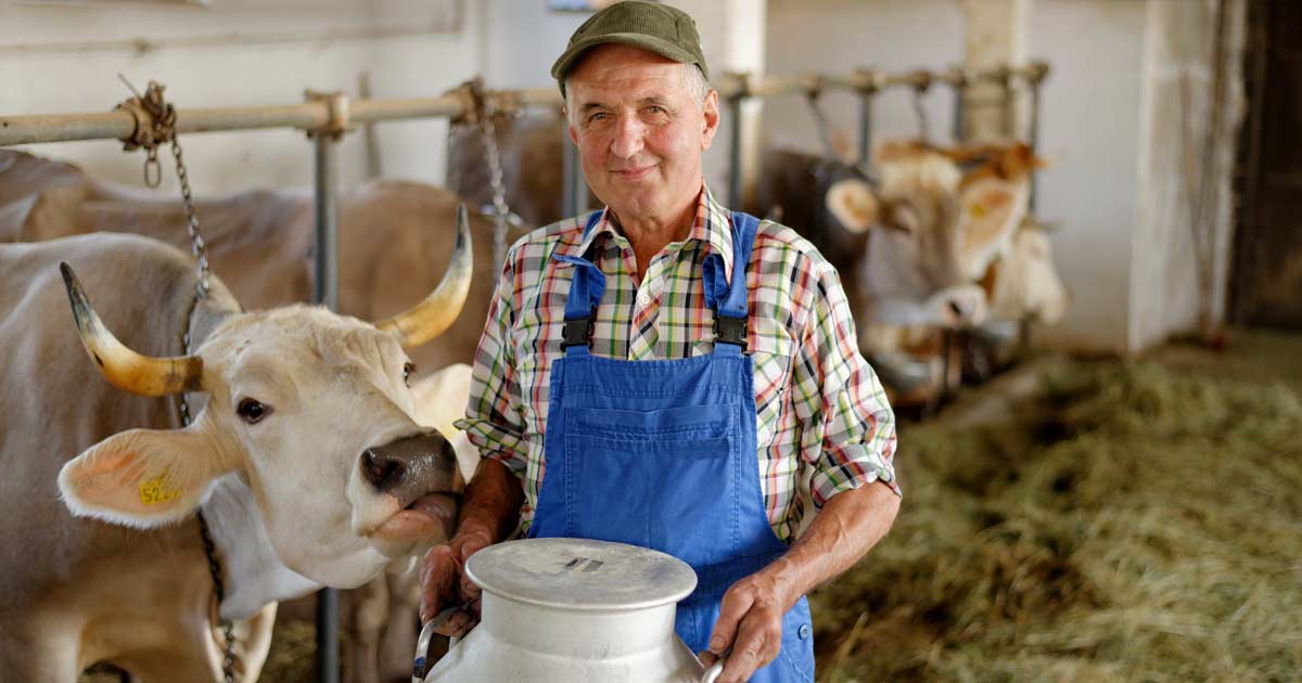 Could Hemp Help Keep Dairy Farms Afloat?