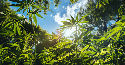 U.S. Hemp Cultivation Could Reach 2.3 Million Acres In 2023