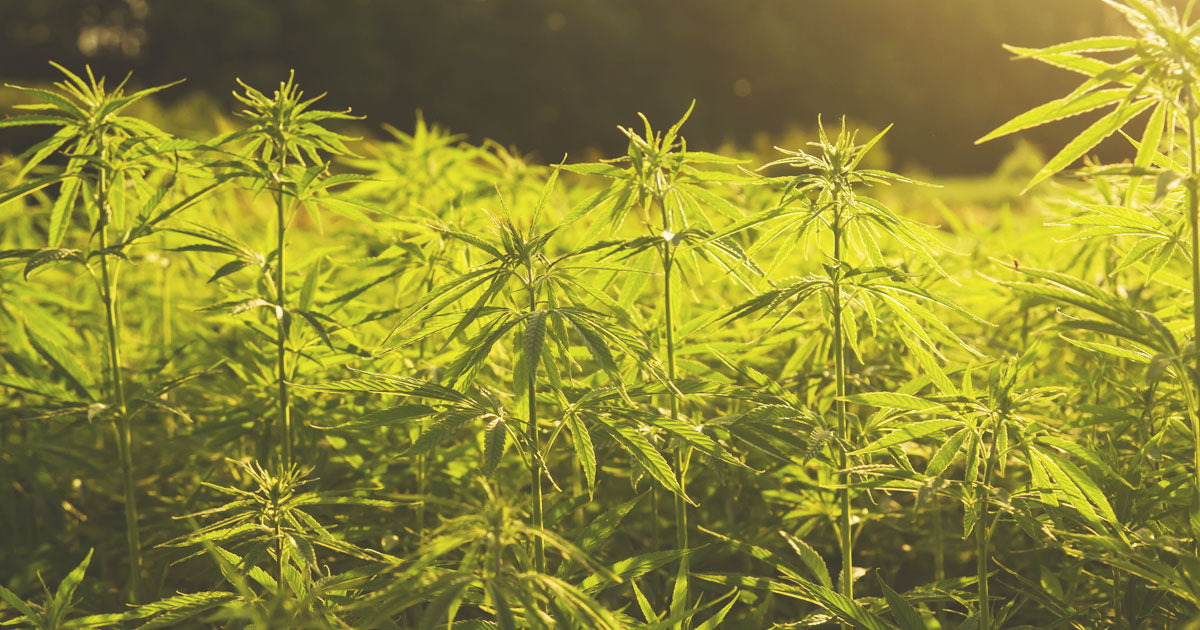 Hemp Thefts Skyrocket Nationwide