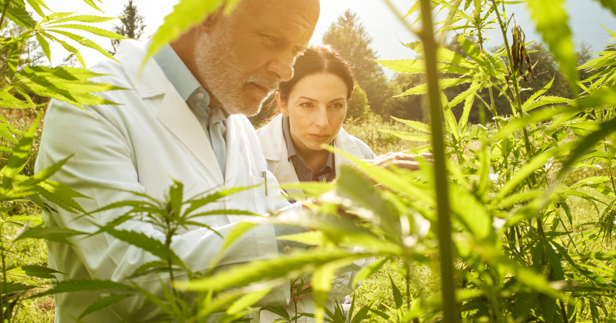 The Challenges Of Hemp Farming
