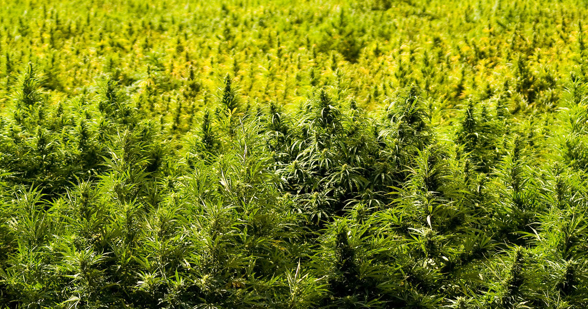 New York Establishes Bill To Regulate CBD