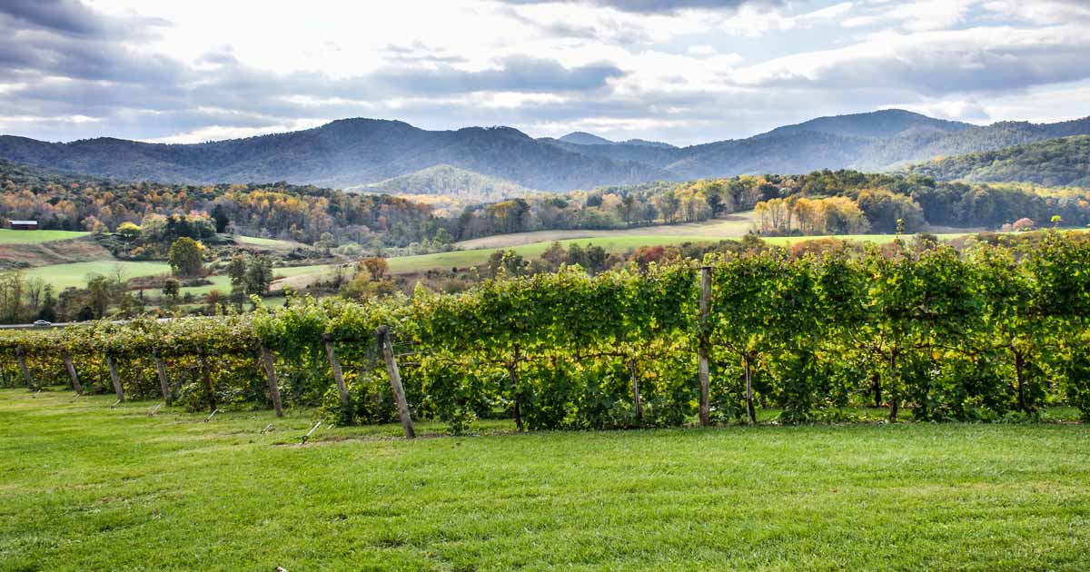 Virginia Establishes Itself As Key Player In Hemp Industry