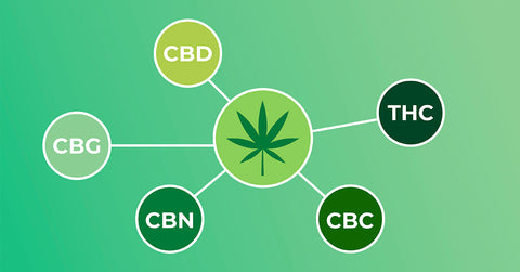 Introduction To The Primary Cannabinoids