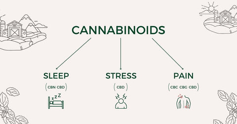 Cannabinoids And The Body: Pain, Sleep, Stress