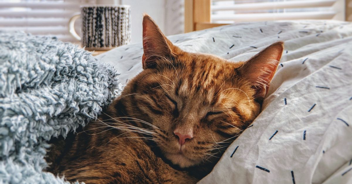 Can Cats Benefit from CBD?