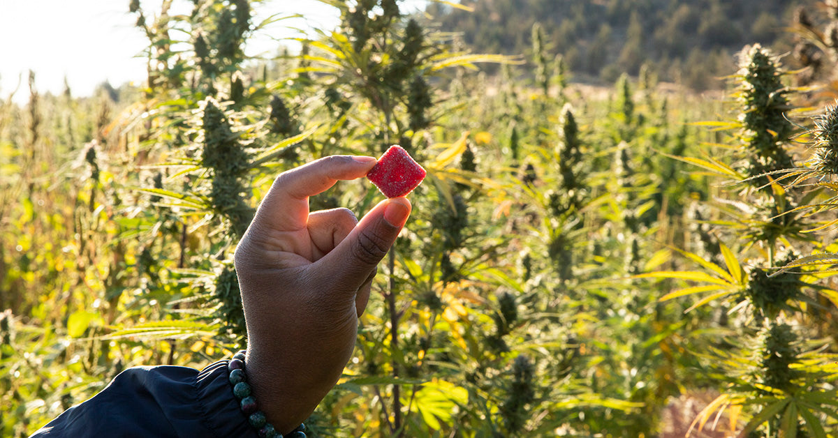 What Are THC Gummies Good For?