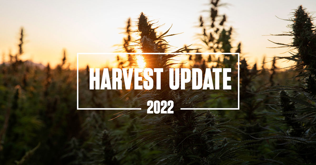 It's Harvest Season at Lazarus Naturals