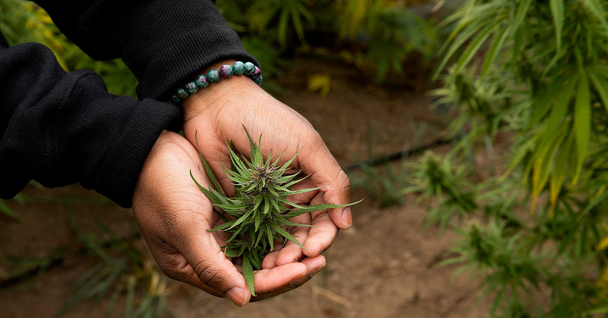 What's the legal future of hemp in the U.S.? – Lazarus Naturals