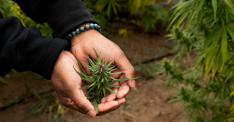 What's the legal future of hemp in the U.S.?