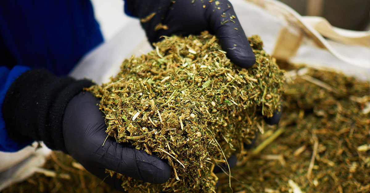 A Peek Into The Lazarus Naturals Extraction Process
