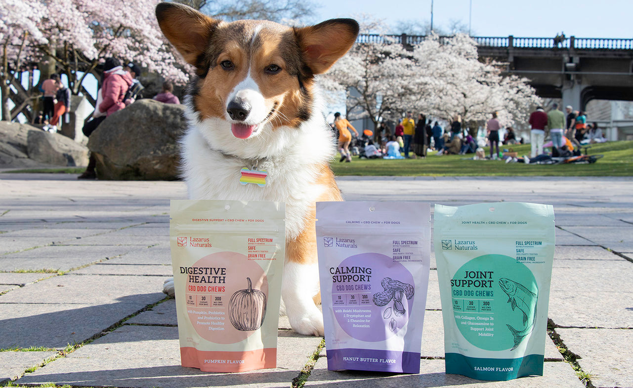 corgi on a walk with 3 bags of Lazarus Naturals dog chews in front of them