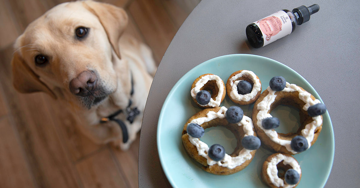 6 Homemade CBD Treats For Pets