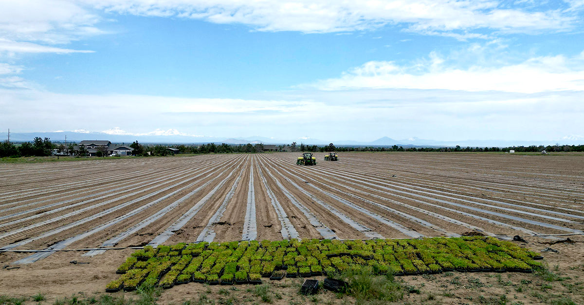 Our Process | Planting