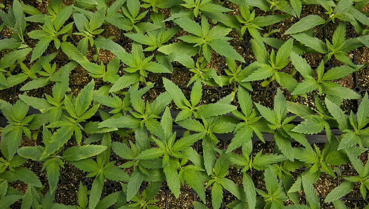 6 Things We Learned About CBD in 2023