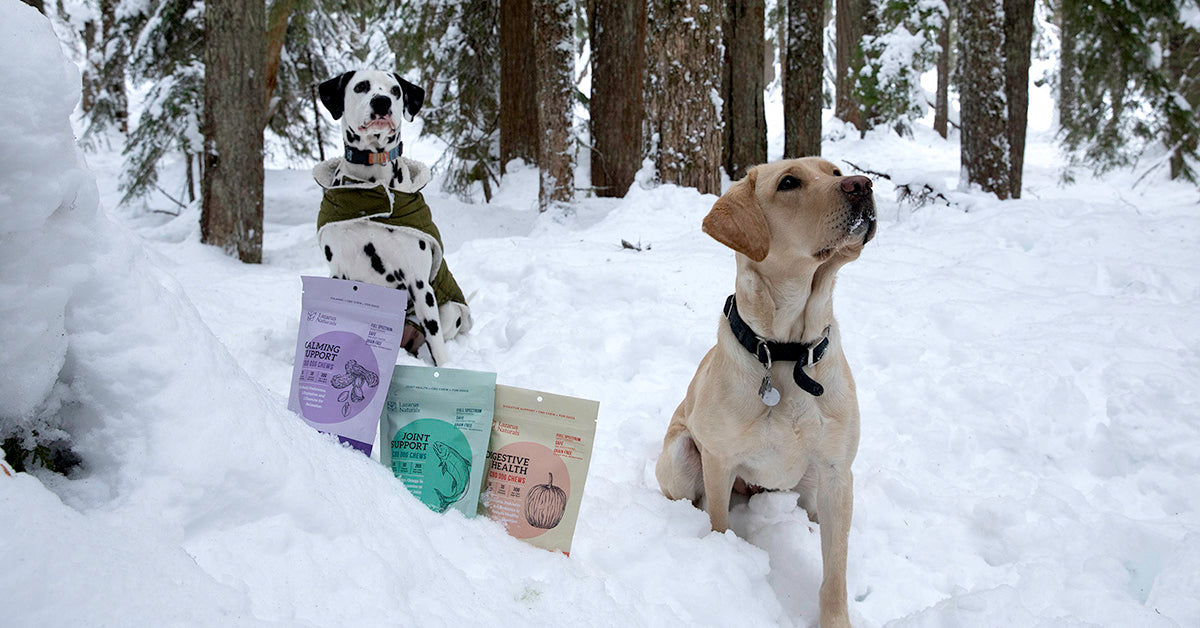 dog cbd chews in 3 flavors