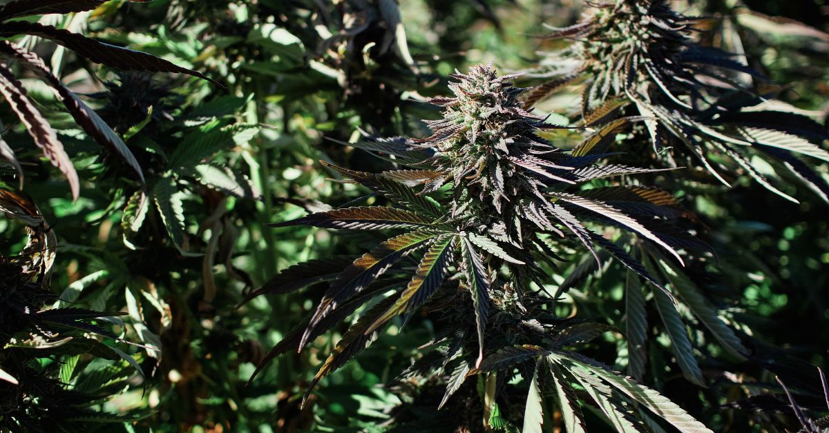 What Are Trichomes?