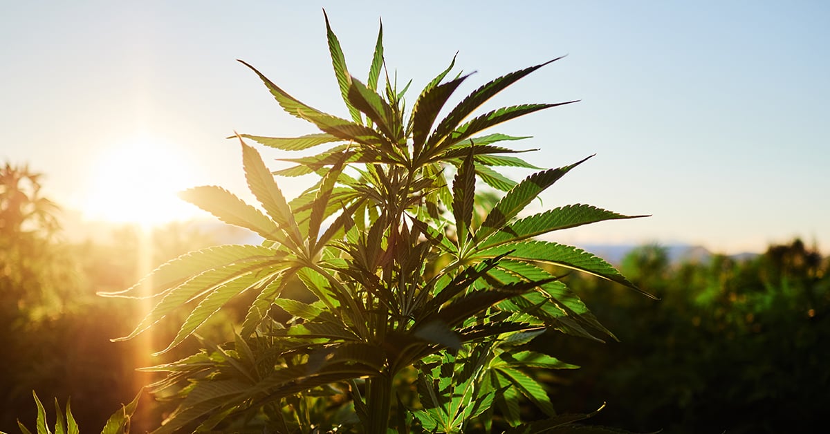 An Inside Look At Our Hemp Farming Practices
