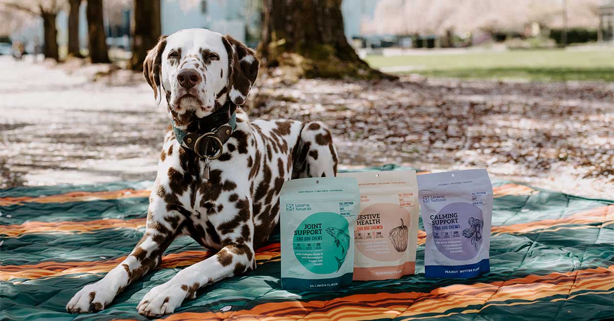 Pets and CBD: What You Should Know