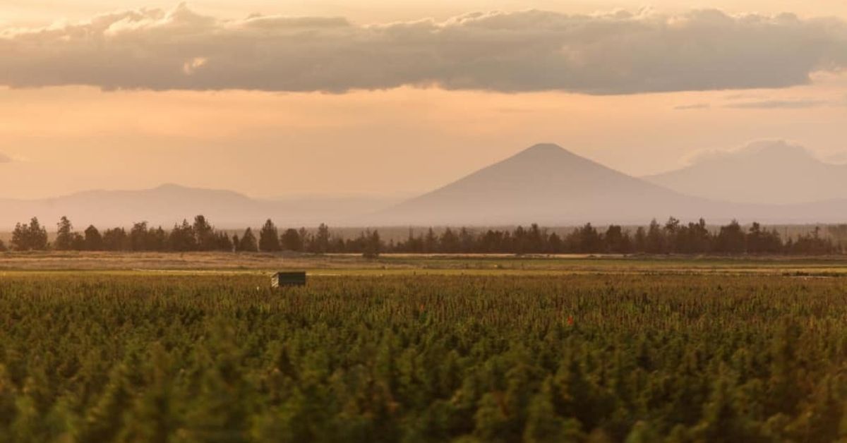 Farm Bill 2018: Hemp Industry Celebrates Historical Moment