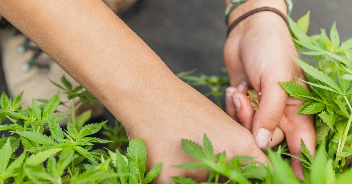 American Views on CBD Are Shifting