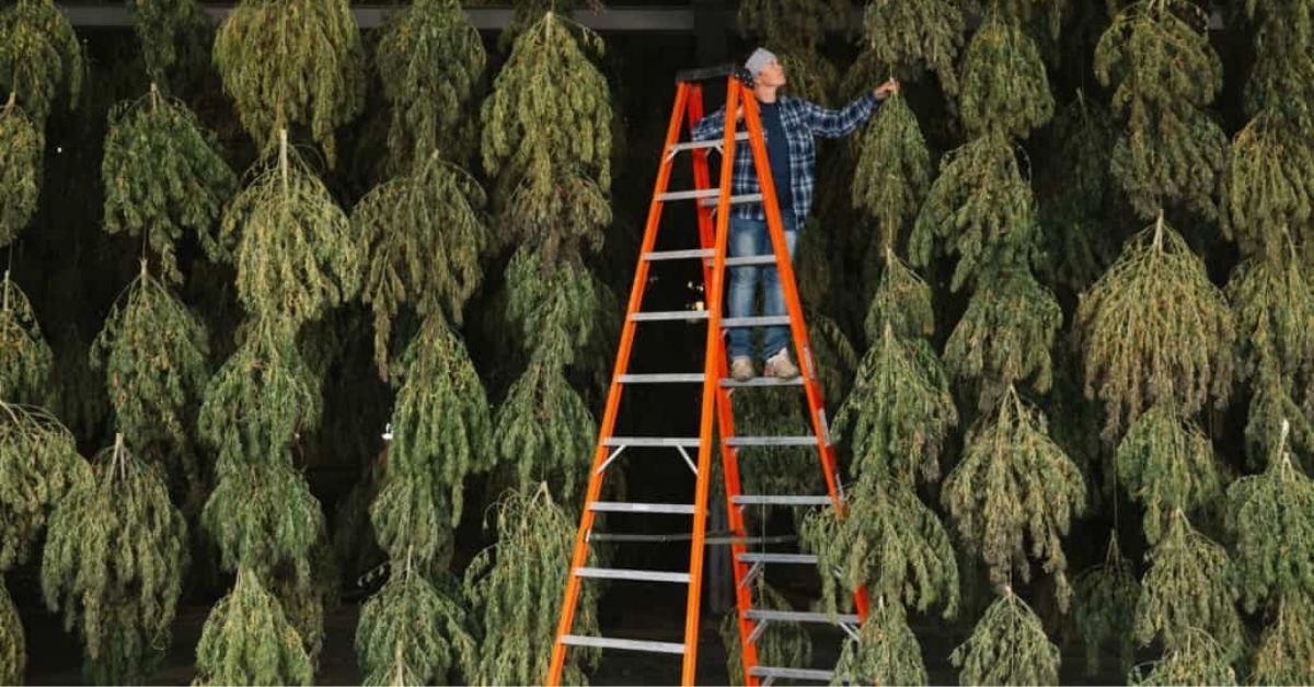 State Of Hemp In The Nation: How The 2018 Farm Bill Will Impact 2019