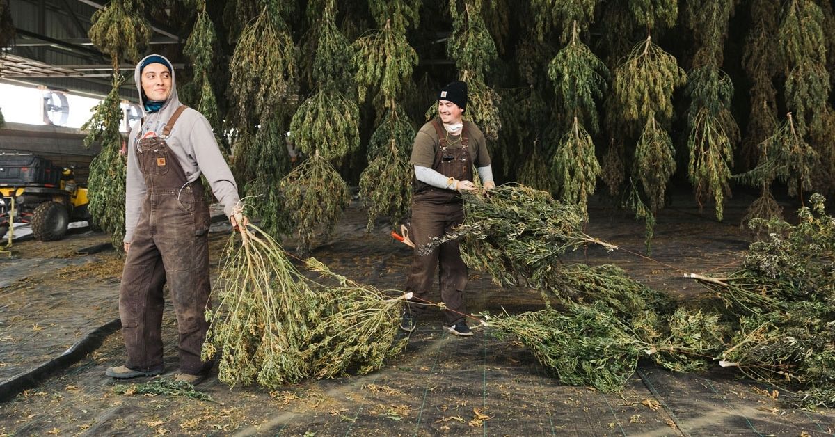Lazarus Naturals Honored By CBDOilUsers.com