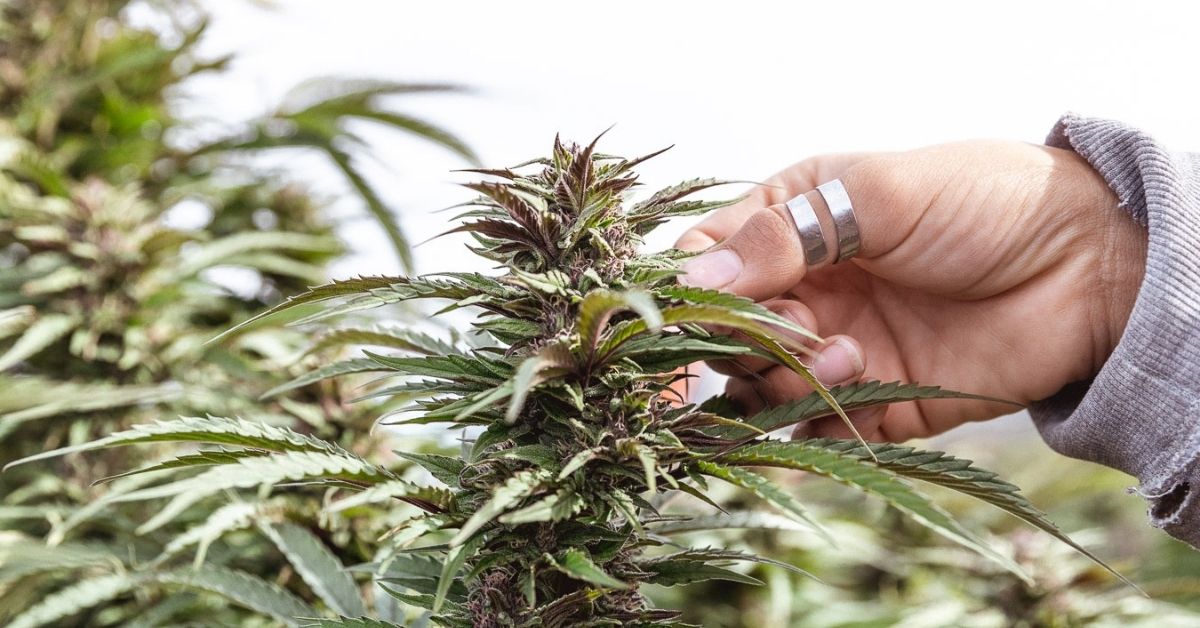 Harvest Kickoff At Lazarus Naturals Farms