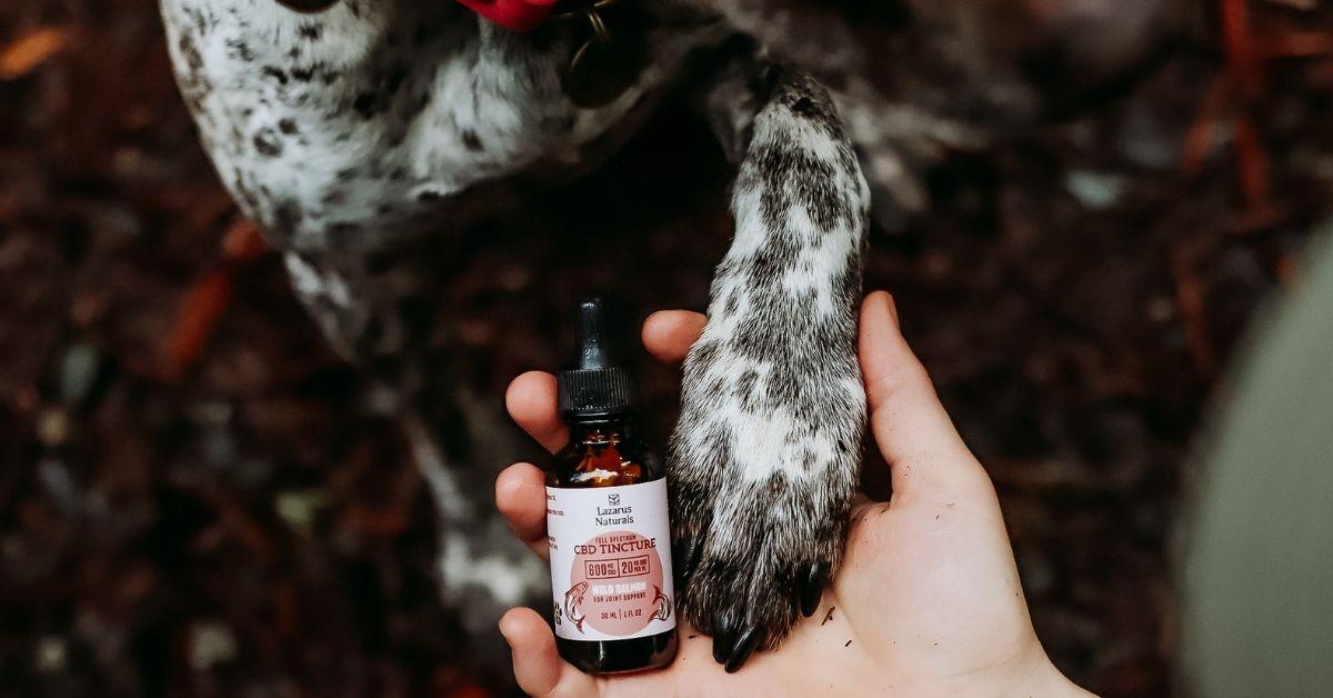 5 Signs Your Dog May Be Experiencing Discomfort
