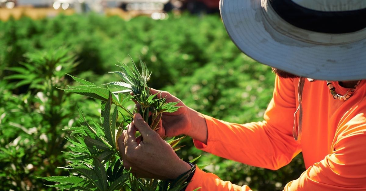 CBD & Drug Testing: What to Know