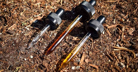 What is the Best Carrier Oil for CBD?