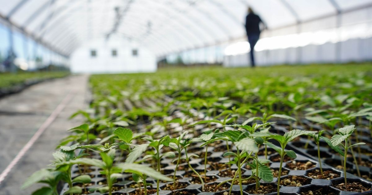 All About Lazarus Farms