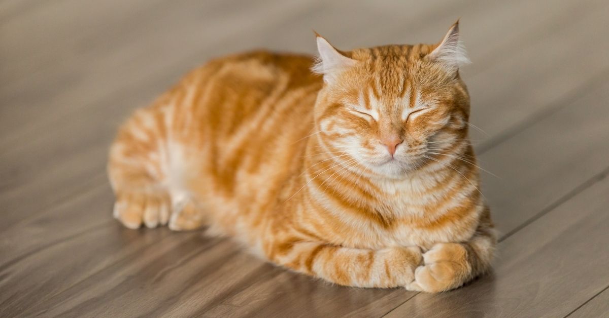 Lazarus Naturals Launches THC-Free Sensitive Pet CBD Tincture