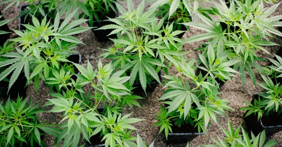 State Of Hemp In The Nation