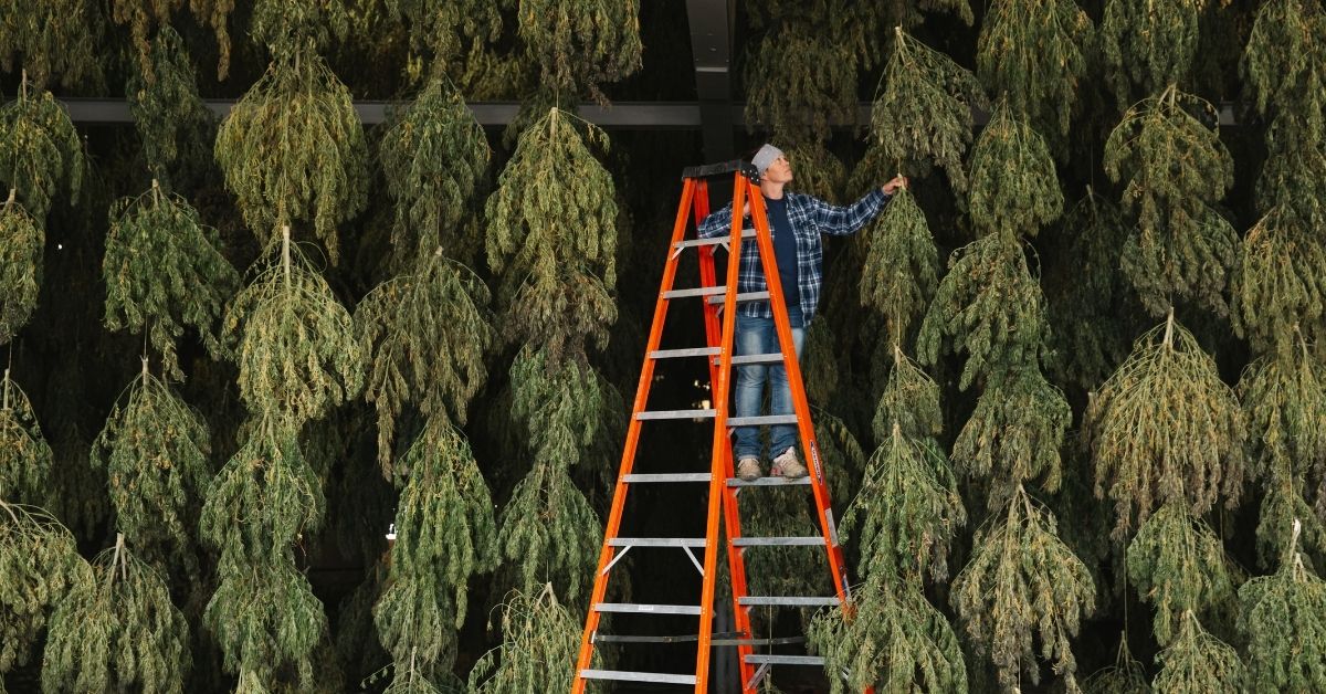 Status of The Hemp Farm Bill and What it Could Mean