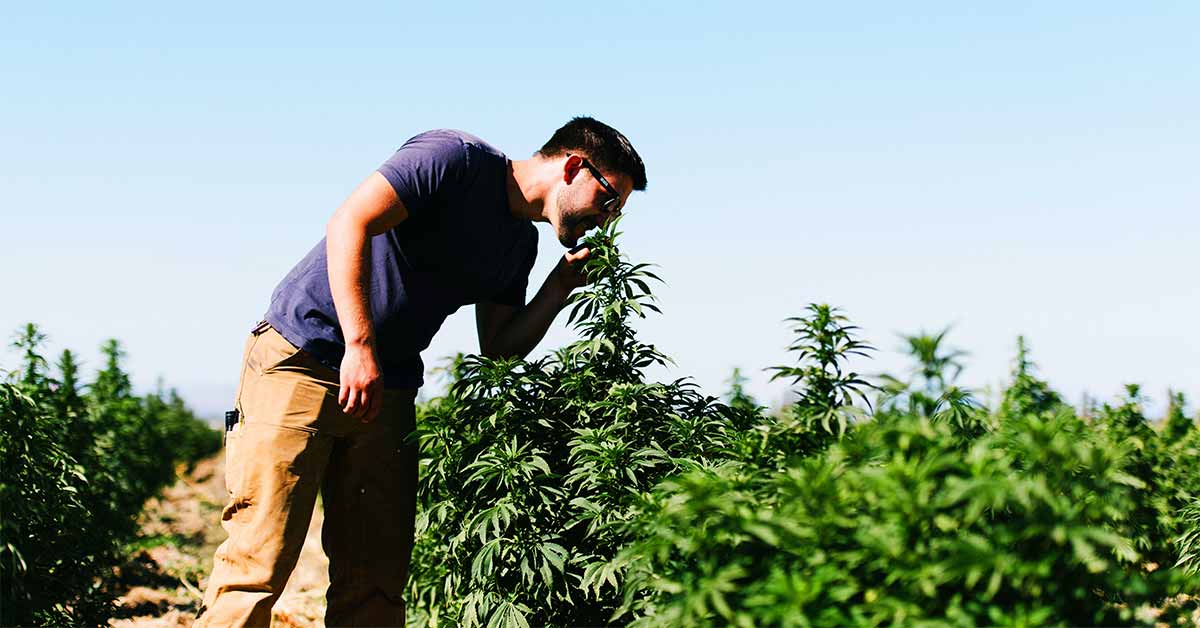 What are terpenes?
