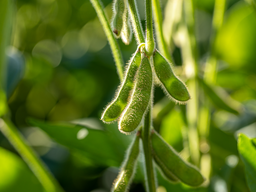 soybean pods growing 