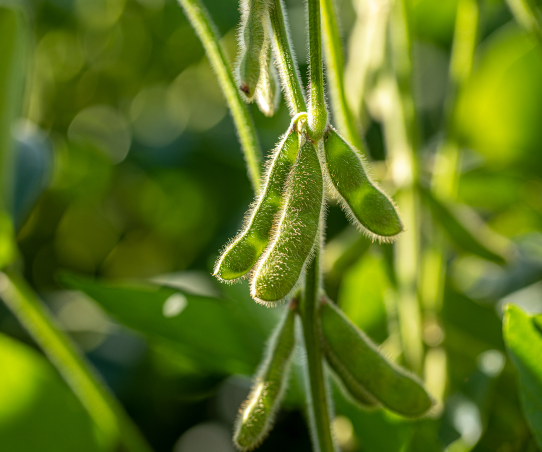 soybean pods growing 