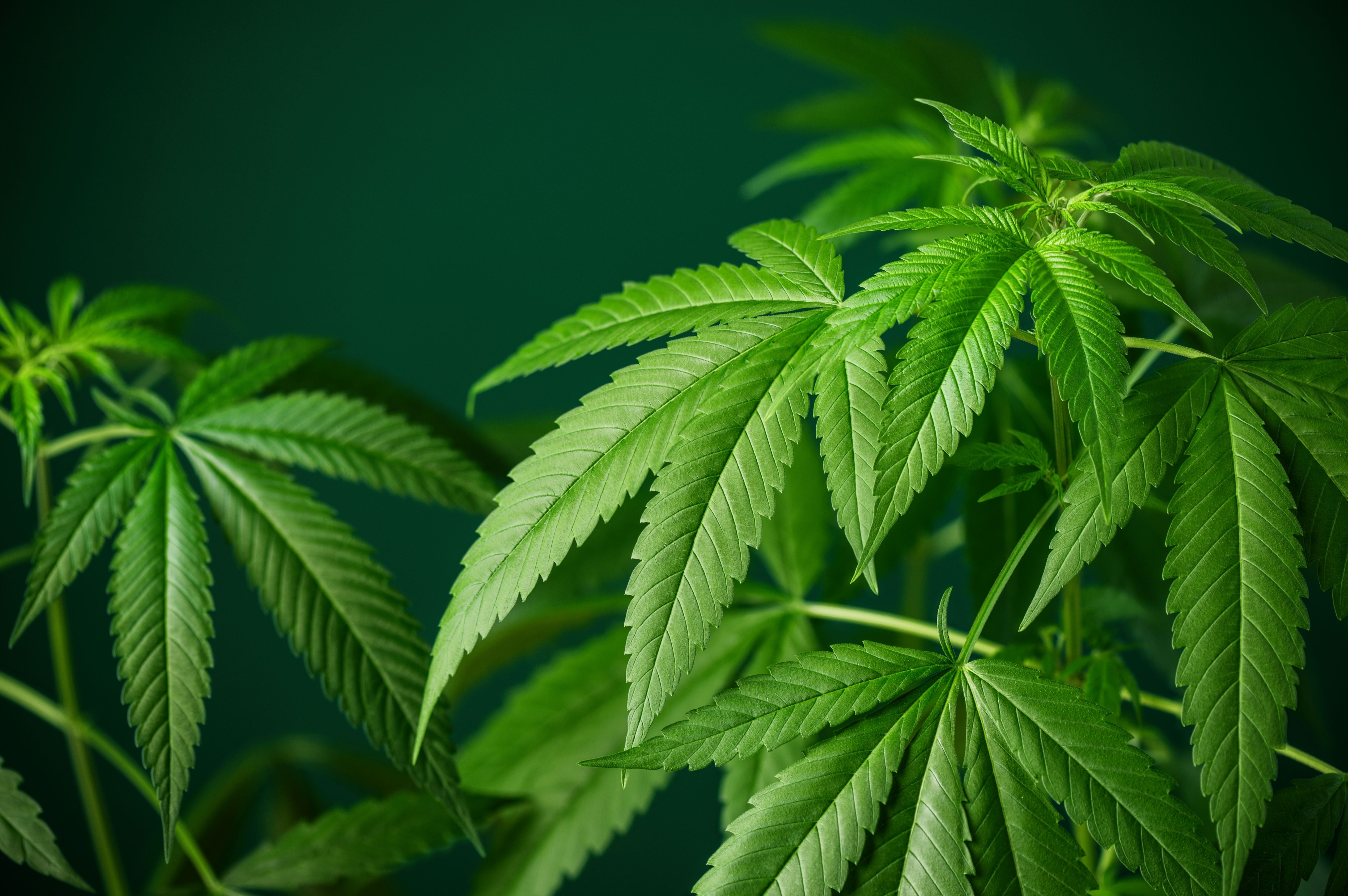 Cannabigerol (CBG) – Lazarus Naturals