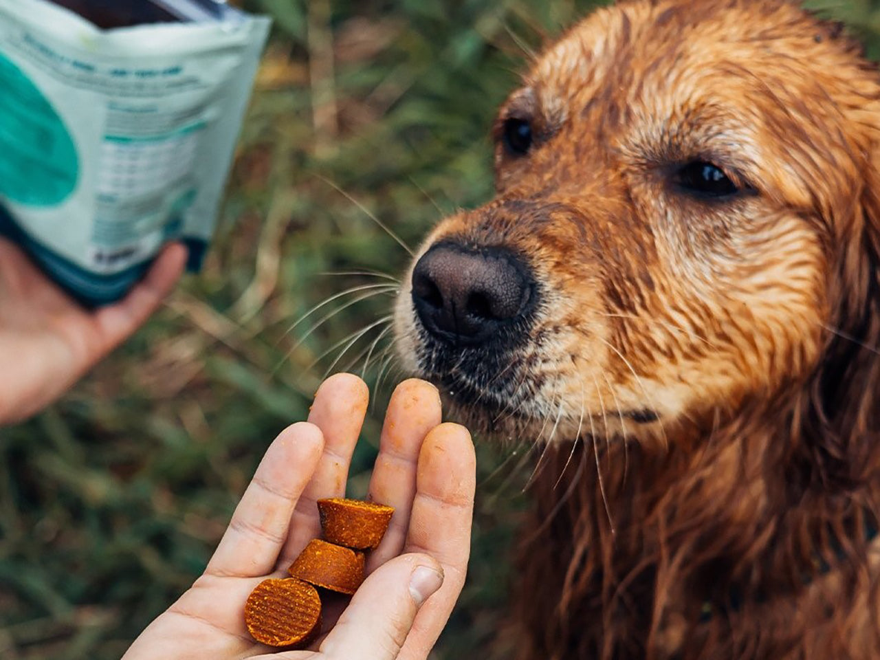 CBD For Pets